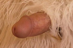 欧美性爱96p Porn